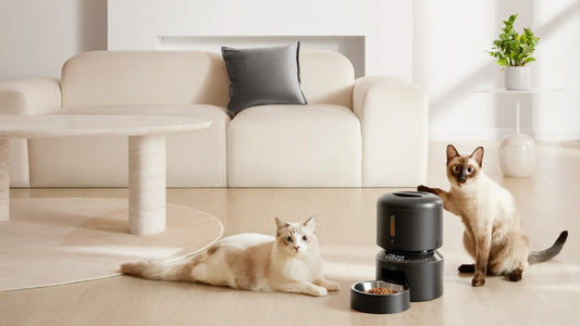Upgrade Your Culinary Experience with Must-Have Kitchen Accessories-HomeHeart Collections